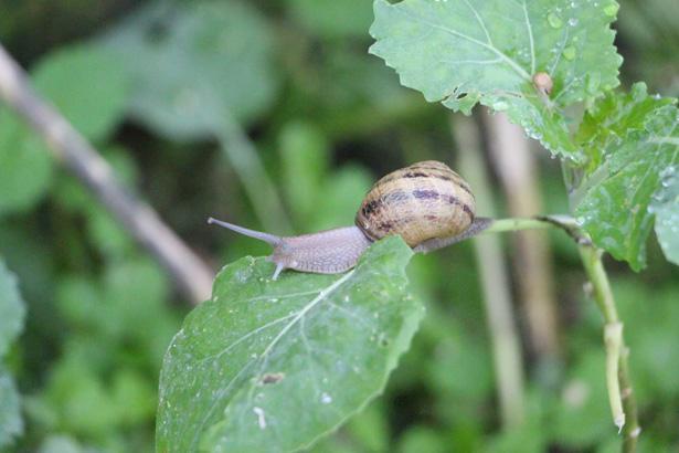 Potansiyelini keşfetti Şimdi kilosunu 3 bin Eurodan satıyor: Her şeyi çok kıymetli