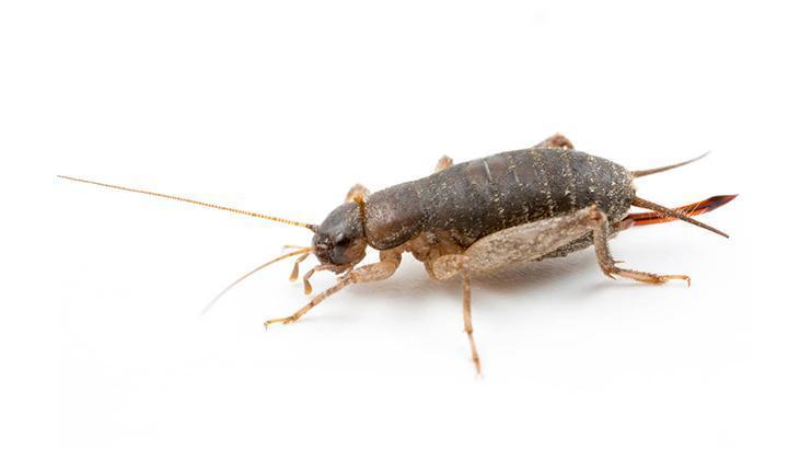 Duş giderinden tüm eve sızıyor Tuzağı su ile doldurmak şart, süzgeç detayı