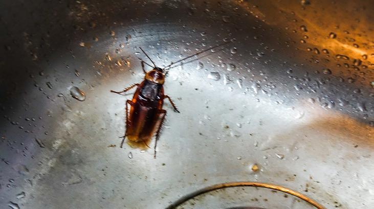 4- Gider çevresindeki sızıntı ve çatlakları kapatma