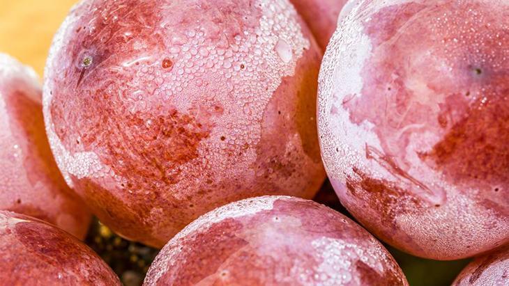 Tek bir üzüm tanesinden büyüyor Kilitli buzdolabı poşetinden asmaya dönüşüyor