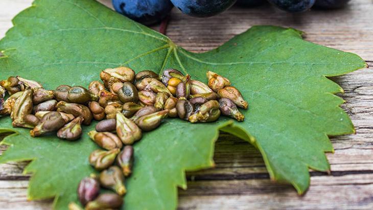 Tek bir üzüm tanesinden büyüyor Kilitli buzdolabı poşetinden asmaya dönüşüyor