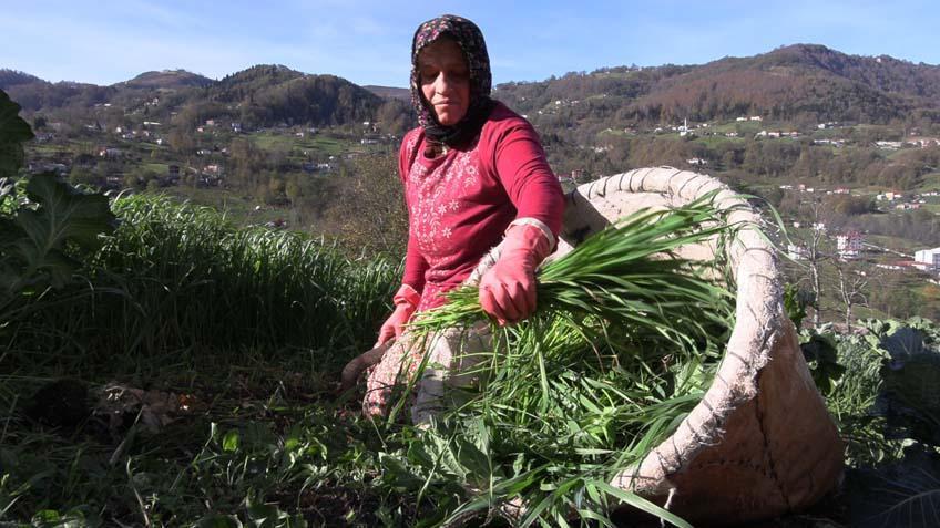 Yaylada inek sağan kadınlar, tribünde VIP ağırlanıyorlar Maç hastası oldular Yaylada inek sağan kadınlar, tribünde VIP ağırlanıyorlar Maç hastası oldular