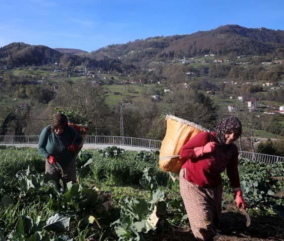 Yaylada inek sağan kadınlar, tribünde VIP ağırlanıyorlar Maç hastası oldular Yaylada inek sağan kadınlar, tribünde VIP ağırlanıyorlar Maç hastası oldular