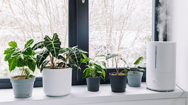 Çiçekleri kış ayazından koruyan yöntem Saksı yalıtımı şart: Toprakla karıştırın