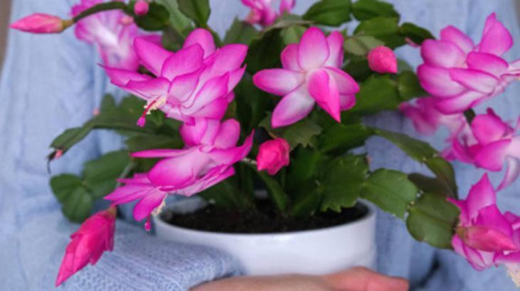 Çiçekleri kış ayazından koruyan yöntem Saksı yalıtımı şart: Toprakla karıştırın