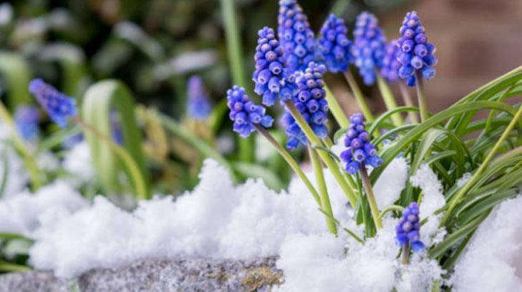 Çiçekleri kış ayazından koruyan yöntem Saksı yalıtımı şart: Toprakla karıştırın