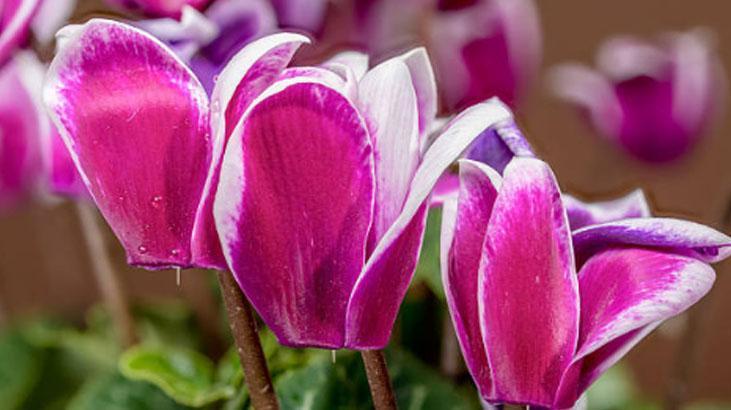 Çiçekleri kış ayazından koruyan yöntem Saksı yalıtımı şart: Toprakla karıştırın