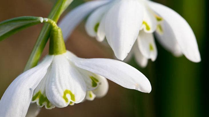 Çiçekleri kış ayazından koruyan yöntem Saksı yalıtımı şart: Toprakla karıştırın