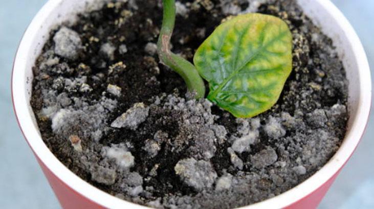 Çiçekleri kış ayazından koruyan yöntem Saksı yalıtımı şart: Toprakla karıştırın