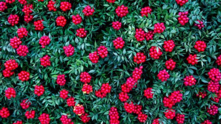 Kokina buketi nasıl saklanır Suya koymak büyük hata: Böylesi ilk günkü gibi canlı Kokina buketi nasıl saklanır Suya koymak büyük hata: Böylesi ilk günkü gibi canlı