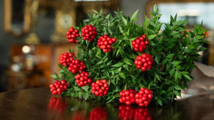 Kokina buketi nasıl saklanır Suya koymak büyük hata: Böylesi ilk günkü gibi canlı Kokina buketi nasıl saklanır Suya koymak büyük hata: Böylesi ilk günkü gibi canlı