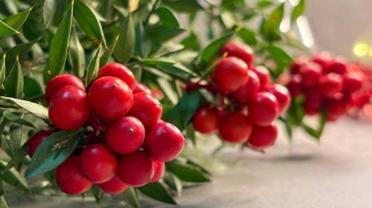 Kokina buketi nasıl saklanır Suya koymak büyük hata: Böylesi ilk günkü gibi canlı Kokina buketi nasıl saklanır Suya koymak büyük hata: Böylesi ilk günkü gibi canlı