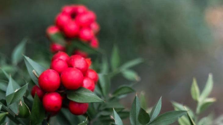 Kokina buketi nasıl saklanır Suya koymak büyük hata: Böylesi ilk günkü gibi canlı Kokina buketi nasıl saklanır Suya koymak büyük hata: Böylesi ilk günkü gibi canlı