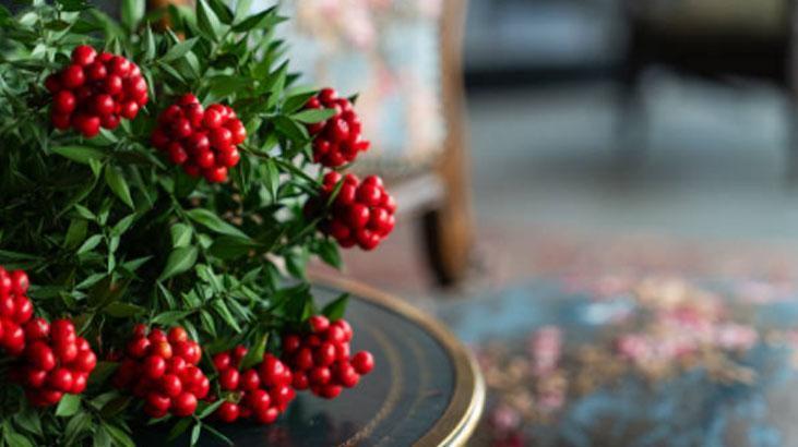 Kokina buketi nasıl saklanır Suya koymak büyük hata: Böylesi ilk günkü gibi canlı Kokina buketi nasıl saklanır Suya koymak büyük hata: Böylesi ilk günkü gibi canlı