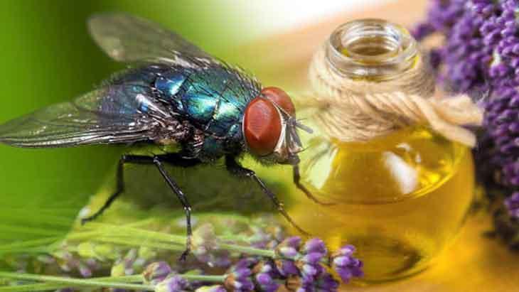 1. BİTKİSEL YAĞLARLA SİNEK KOVUCU SPREYLER YAPIN