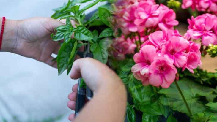 2. EVDE SİNEK KOVUCU BİTKİLER VE DOĞAL ÇÖZÜMLER