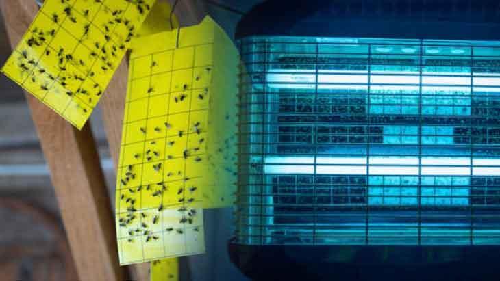 4. EVDE SİNEKLER İÇİN DOĞAL TUZAKLAR KURUN