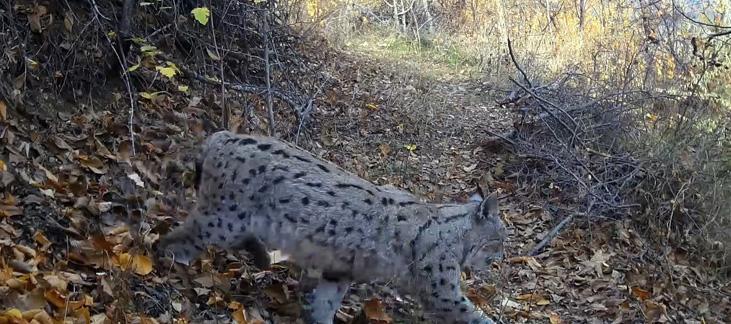 Bir anda karşısında vahşi kurt belirdi Kamera o an kayıttaydı