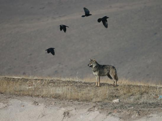 Bir anda karşısında vahşi kurt belirdi Kamera o an kayıttaydı