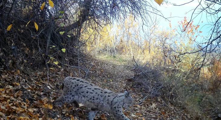 ORMANIN HAYALETİ ERZİNCANDA GÖRÜNTÜLENDİ