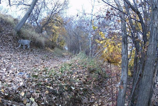 Bir anda karşısında vahşi kurt belirdi Kamera o an kayıttaydı