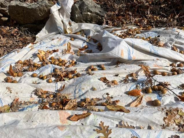 Gizemli hayırseverin 30 yıllık mirası İlçede yaşayanlar tesadüfen keşfetti: ‘Kilosunu 150 TL’den satıyoruz’