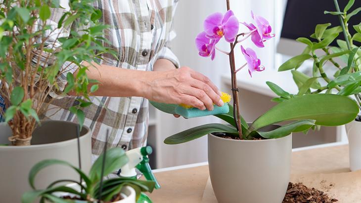 Orkideyi öldüren bir numaralı hata Bu iki yöntem aslında baş düşmanıymış Orkideyi öldüren bir numaralı hata Bu iki yöntem aslında baş düşmanıymış