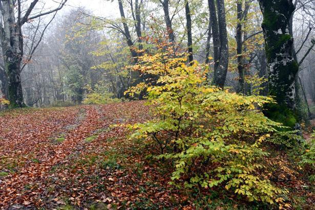 ‘HARİKA BİR MANZARA’