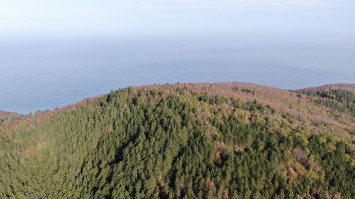 ORMANDAN YEŞİLLİK İÇİNDEN YÜRÜDÜKTEN SONRA BİRDEN MAVİYİ GÖRÜNCE HAYRAN KALIYORLAR