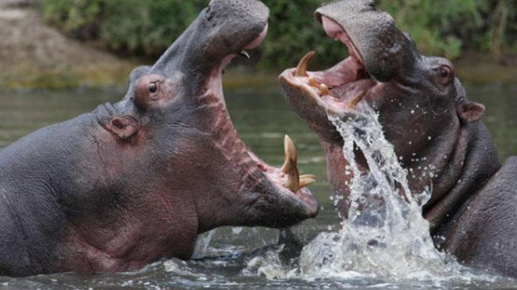 Dünyanın en tehlikeli hayvanları açıklandı Birinciye çok şaşıracaksınız Dünyanın en tehlikeli hayvanları açıklandı Birinciye çok şaşıracaksınız