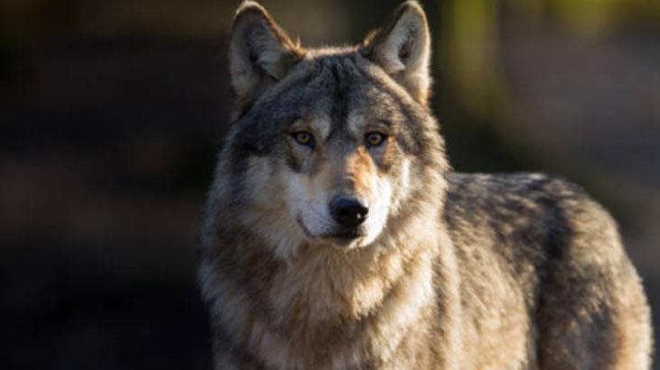 Dünyanın en tehlikeli hayvanları açıklandı Birinciye çok şaşıracaksınız Dünyanın en tehlikeli hayvanları açıklandı Birinciye çok şaşıracaksınız