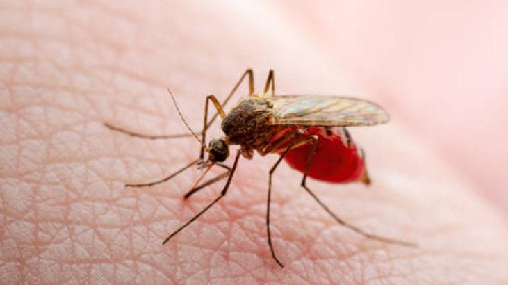 Dünyanın en tehlikeli hayvanları açıklandı Birinciye çok şaşıracaksınız Dünyanın en tehlikeli hayvanları açıklandı Birinciye çok şaşıracaksınız