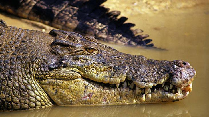 Dünyanın en tehlikeli hayvanları açıklandı Birinciye çok şaşıracaksınız Dünyanın en tehlikeli hayvanları açıklandı Birinciye çok şaşıracaksınız