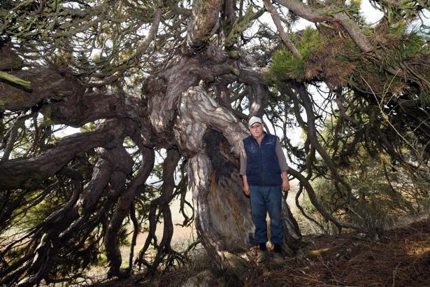 Dışarıdan bakan çalılık zannediyor, içine giren inanamıyor: Bambaşka bir dünya