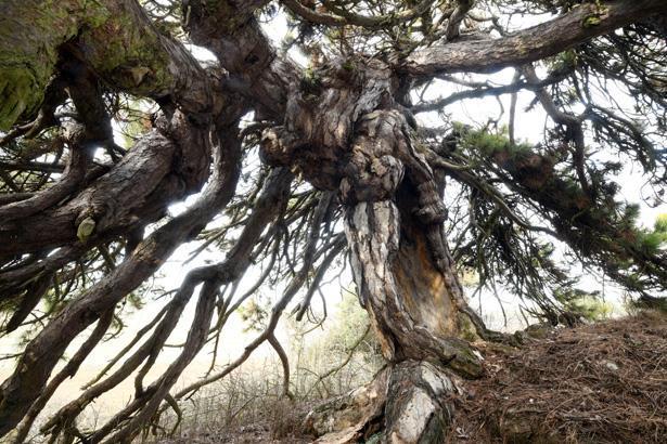 Dışarıdan bakan çalılık zannediyor, içine giren inanamıyor: Bambaşka bir dünya