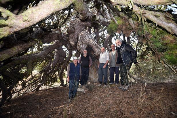 Dışarıdan bakan çalılık zannediyor, içine giren inanamıyor: Bambaşka bir dünya