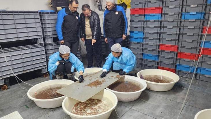 Yıllık üretim kapasitesi tam 35 ton Deniz solucanlarını böyle yetiştiriyorlar