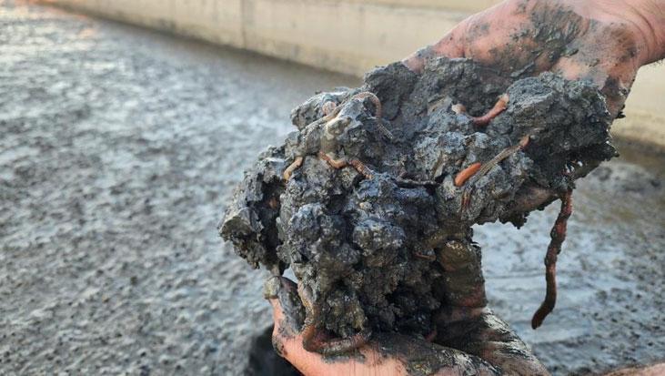 Yıllık üretim kapasitesi tam 35 ton Deniz solucanlarını böyle yetiştiriyorlar