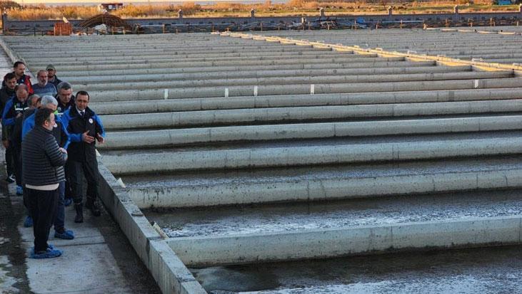 Yıllık üretim kapasitesi tam 35 ton Deniz solucanlarını böyle yetiştiriyorlar