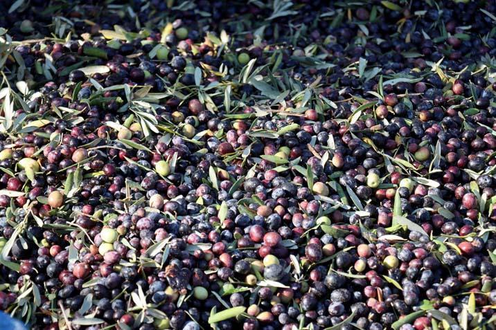 Muhtar fabrika kurup tüm mahalleyi işe aldı ‘Tesisten önce iş için başka illere gidiyordum’