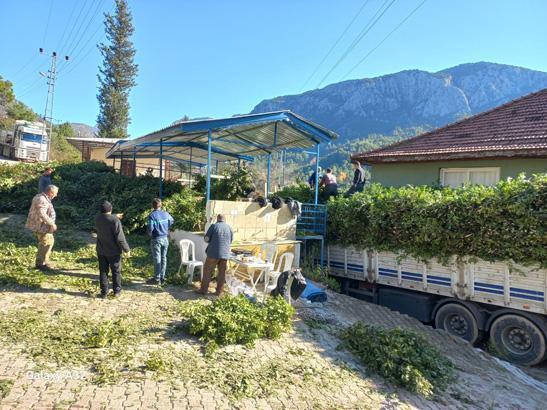 Kayalıkların arasında çıkan servet 100 aile kendi arasında paylaşıyor