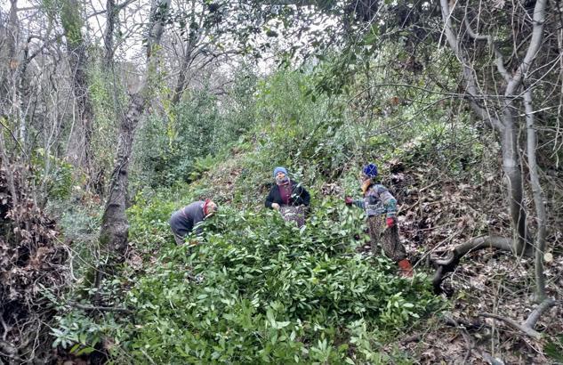 Kayalıkların arasında çıkan servet 100 aile kendi arasında paylaşıyor