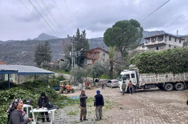 ANTALYANIN DEFNE YAPRAĞI İHRACATA GİDİYOR