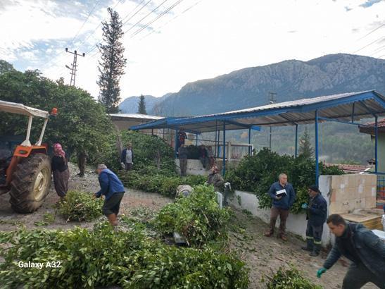 Kayalıkların arasında çıkan servet 100 aile kendi arasında paylaşıyor