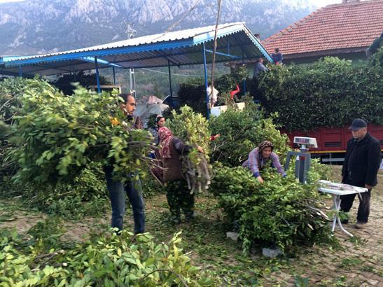 Kayalıkların arasında çıkan servet 100 aile kendi arasında paylaşıyor