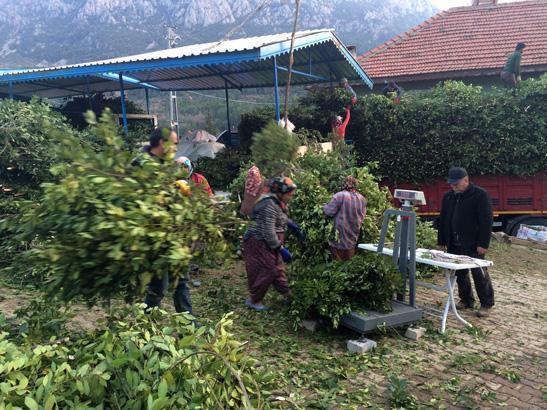 Kayalıkların arasında çıkan servet 100 aile kendi arasında paylaşıyor