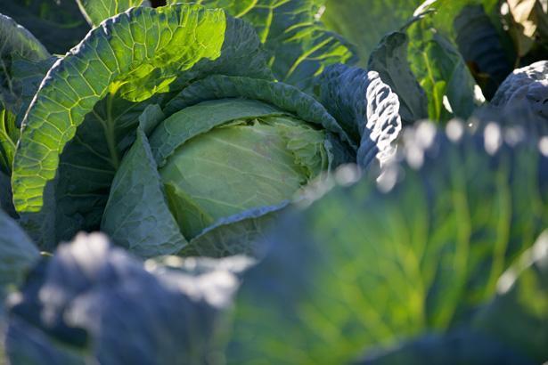 Hobi olarak başladı, gelir kapısı oldu: Atamızdan, dedemizden kaldı