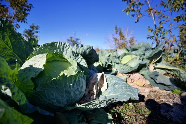 ATAMIZDAN, DEDEMİZDEN KALAN BİR TOHUM