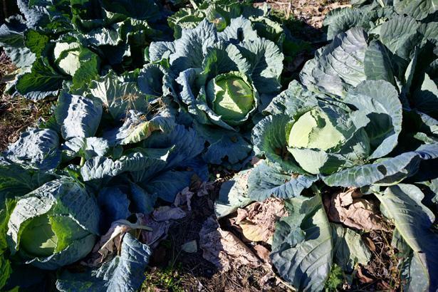 Hobi olarak başladı, gelir kapısı oldu: Atamızdan, dedemizden kaldı