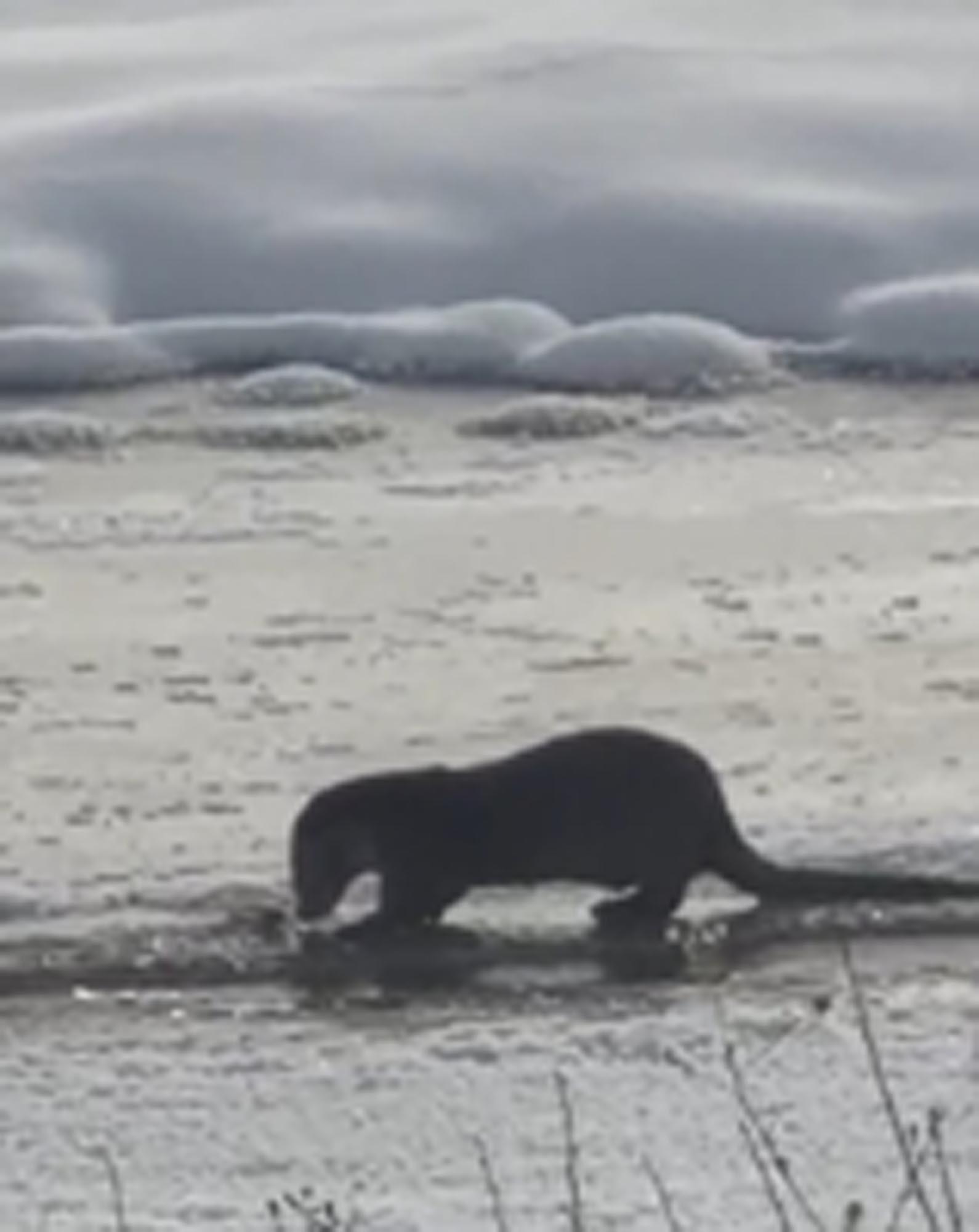 Buzların arasında çıktı, şaşkına çevirdi İki kentte görüldü